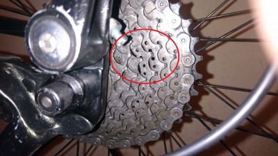 pinon1.JPG