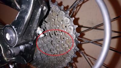 pinon4.JPG