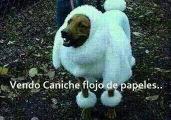 Necesito que me cotizen al rrope