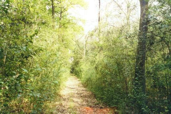 DE PASEO POR EL CAMPO