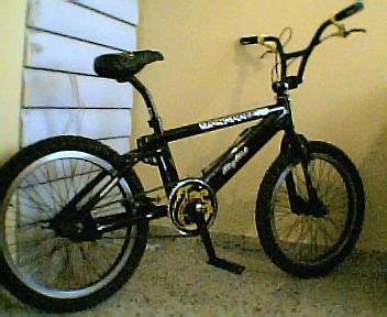 MY MONGOOSE