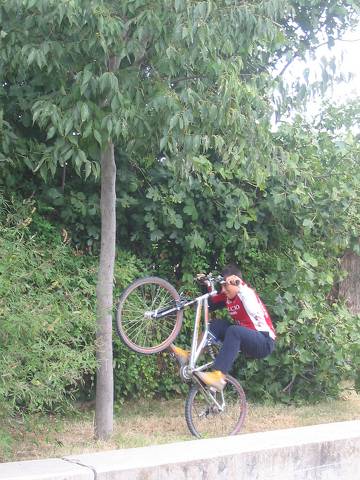manual en el arbol