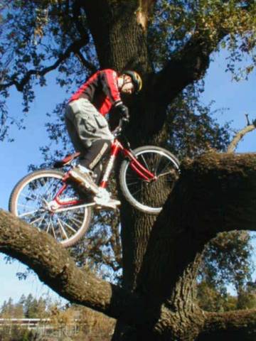sobre el arbol