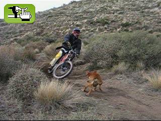 casi....al piso por el perro jaja