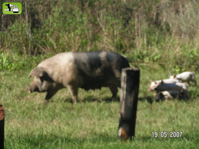 ....Familia puerca...frente a Los Robles