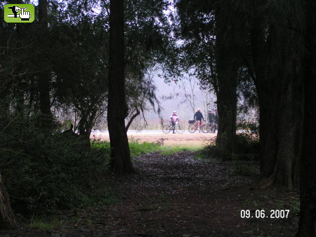 DESDE EL BOSQUE