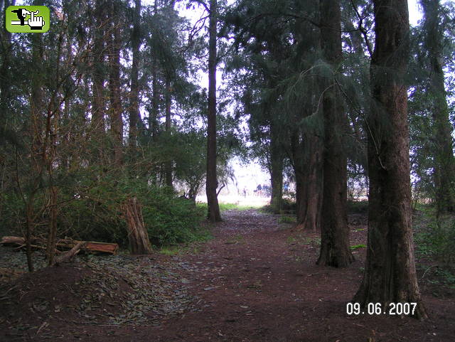 .mas bosque