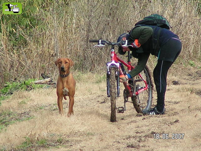 ...el perro bien, gracias