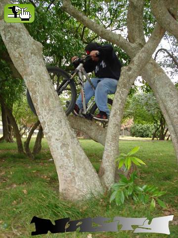 talando arboles