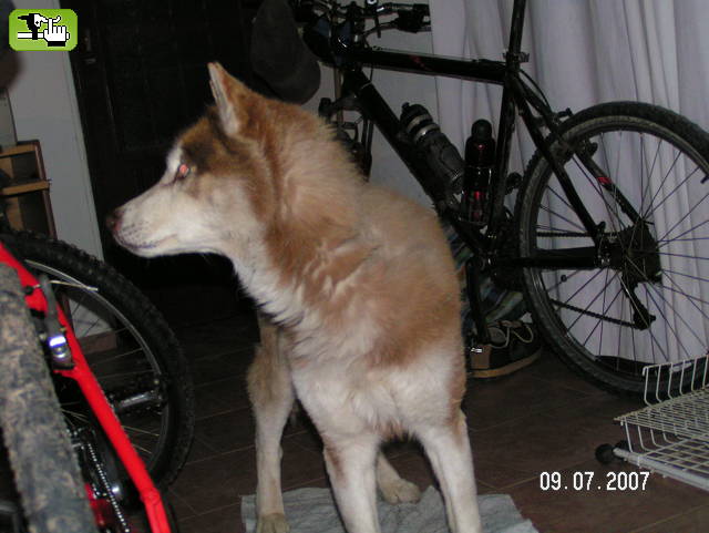 ...EL GUARDIÀN (TRUCHO)