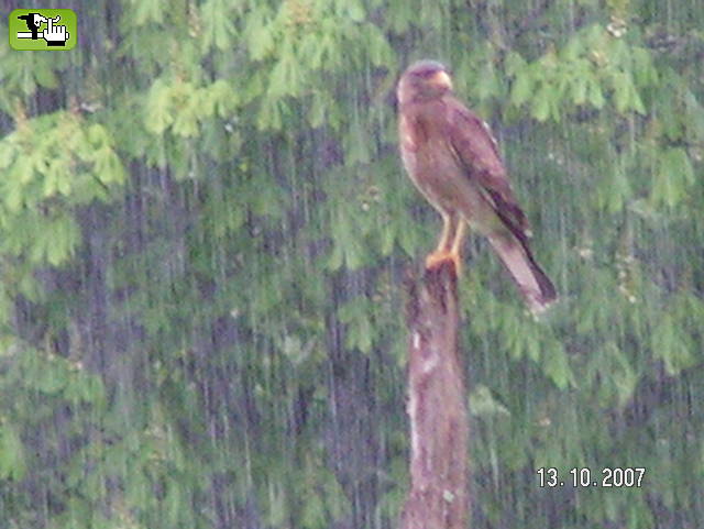 Disfrutando la lluvia