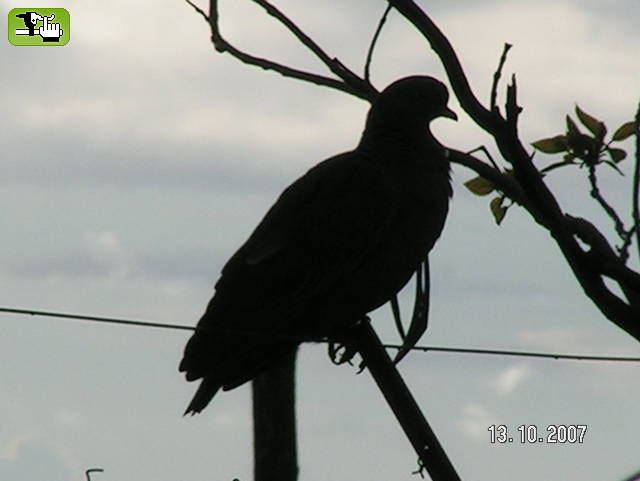 Palomas gallinas