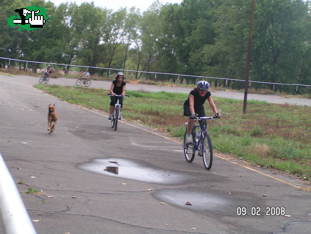 Perro pistero