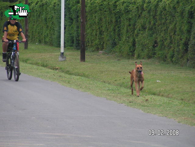 ...sigue ganando el perro!!!