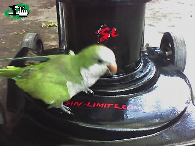 SIN LIMITE !!!! Y VENGADOR !!!!!