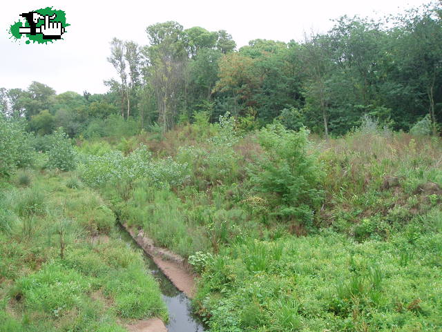 una selva en Bella Vista ?