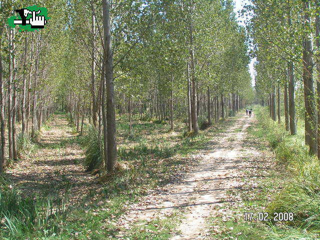Plantaciòn de alamos en el Delta