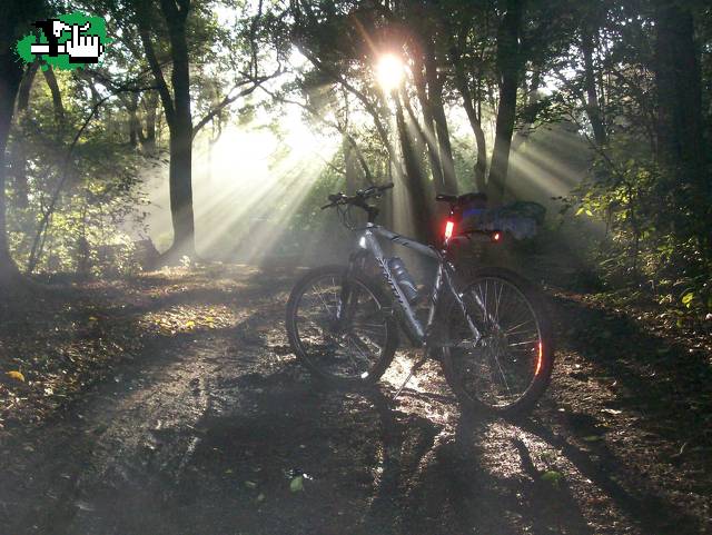 BOSQUE DE SANTA CATALINA