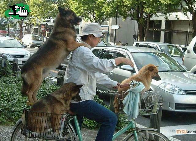 perritos