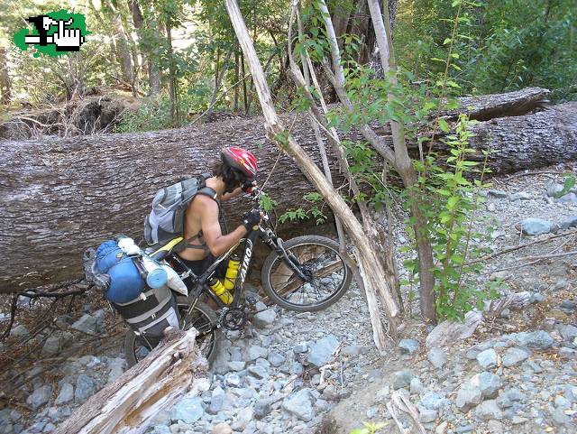atravesando el bosque