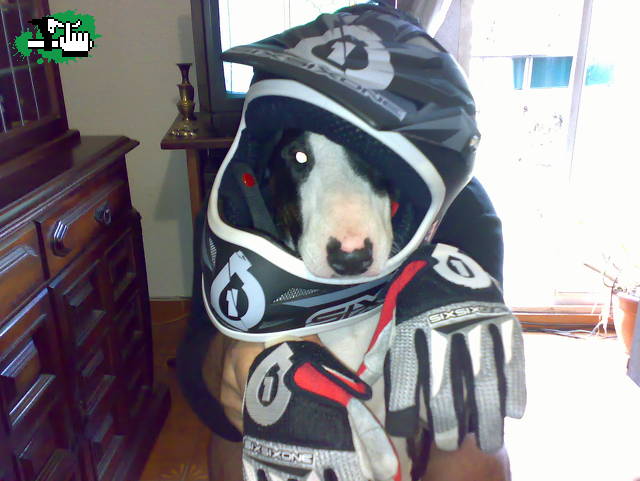 Mi Bull Free Ride