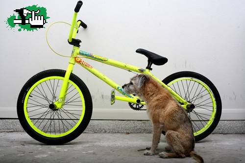q hdp el perro....