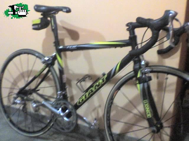 giant carbonci too
