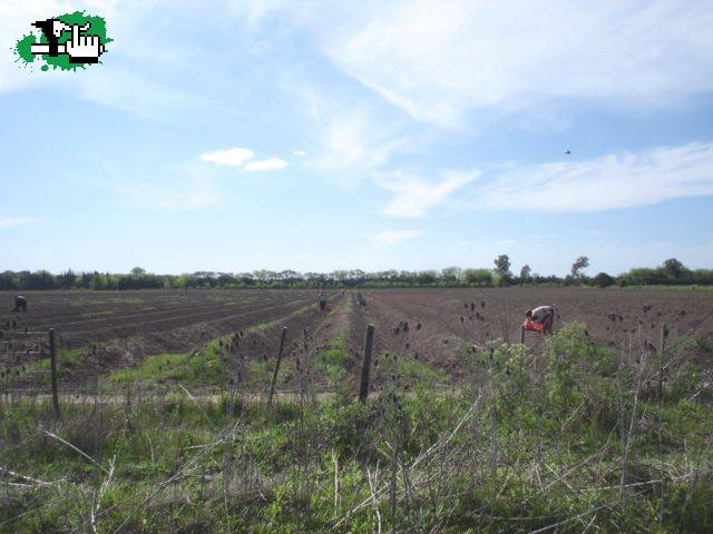 esparraguera