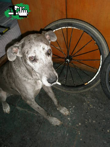GRAN DANES ESPERANDO Y CUIDANDO LAS RUEDAS Y MI DEPOCITO