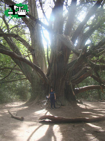 Reserva Parque Pereyra Arbol