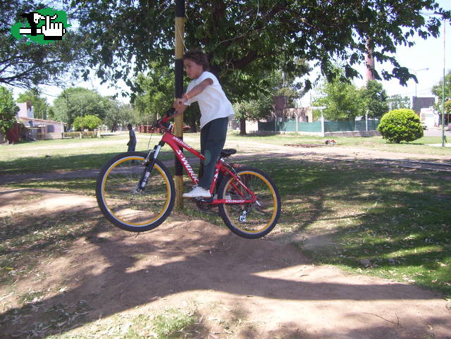 en los troncos