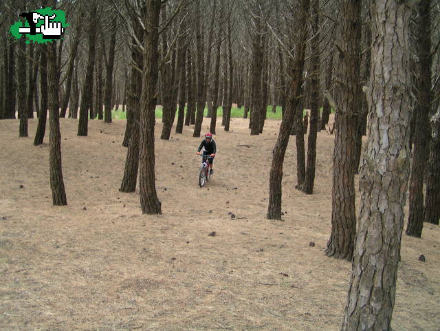 BOSQUECITO EN NECOCHEA
