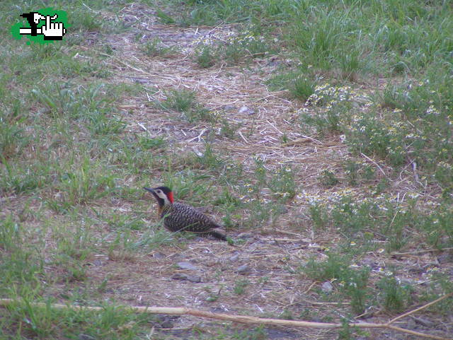 CARPINTERO EN SIERRA DE LOS PADRES