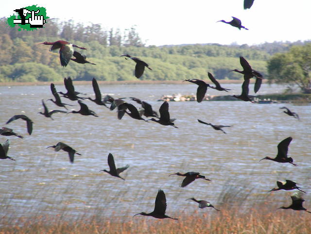 LAGUNA DE LOS PADRES - HERMOSA FAUNA
