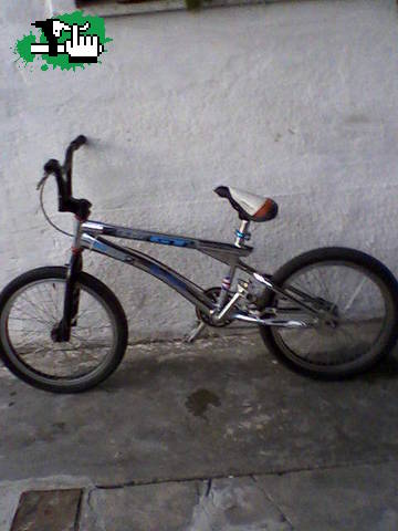 flaacchii