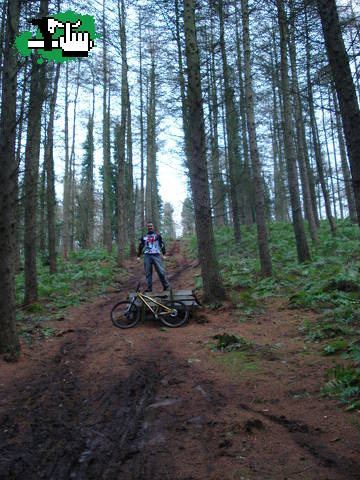 Bosques de Belfast