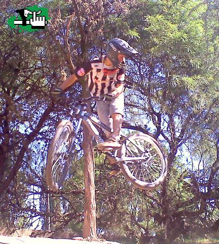 Mini dh Cba, Oveja
