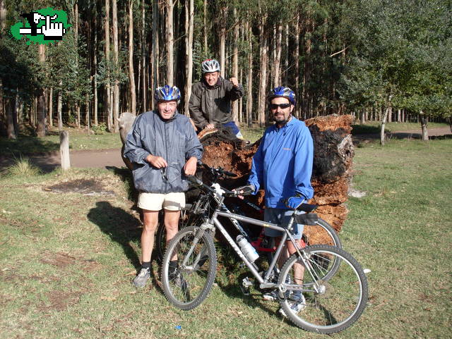 el arbol caido