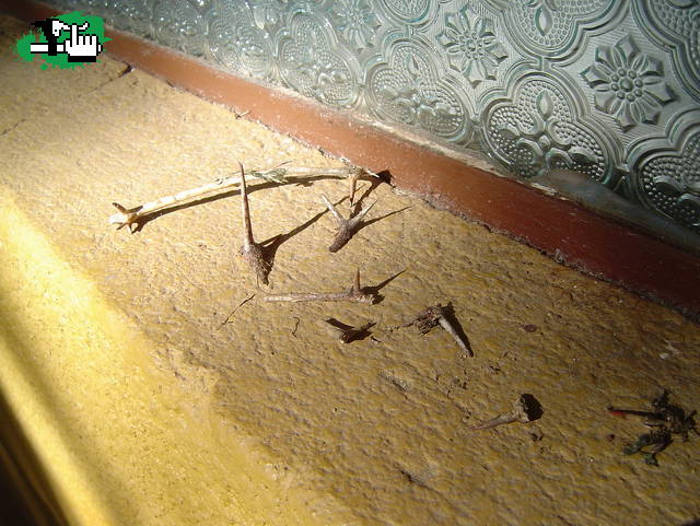 malditas espinas