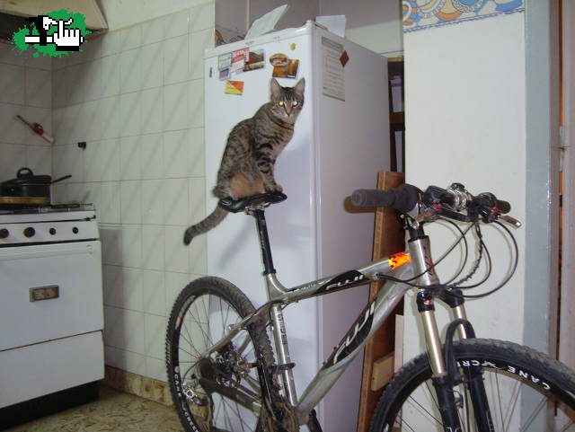 quien dice que los gatos no saben de bike