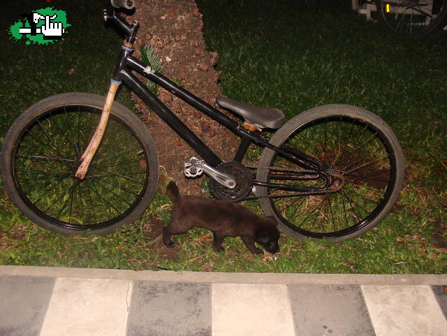 mi bici y mi jose (mi perro)