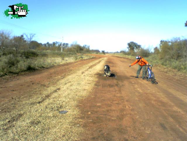 ENCUENTRO CERCANO CON UN CHANCHO