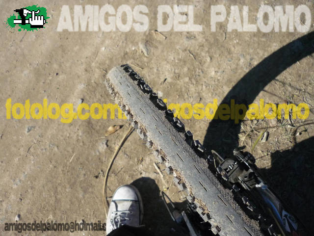 AMIGOS DEL PALOMO
