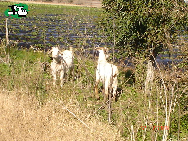  CHIVO CHIVO
