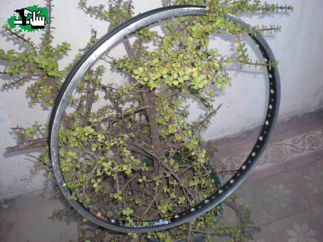 Vendo Llanta reforzada alivianada doble pared Weinmann
