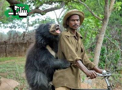 bici zoofilia