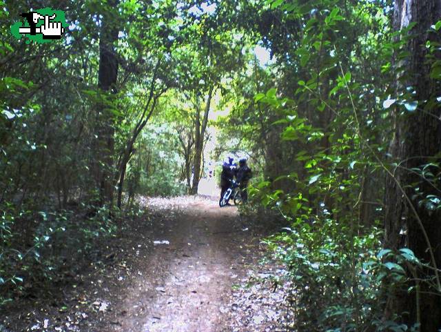 bosque de flandria