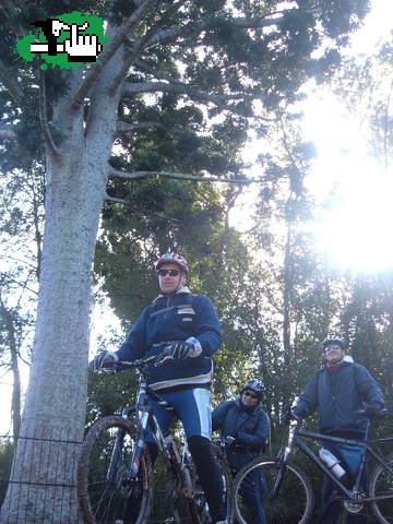 Ariel Zima, Los Chimangos y El Arbol de Cristal