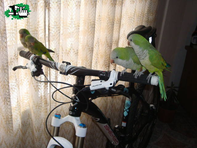 Tiene alas!!!