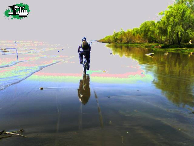 los chimangos de la capi en isla paulino